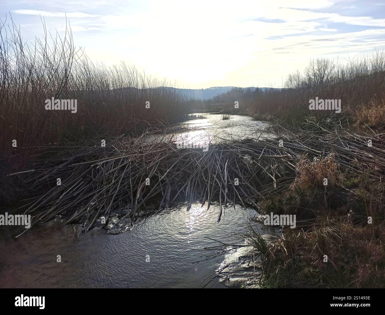 beaver in the wild. Beaver dam. large beaver dam made of branches on ...