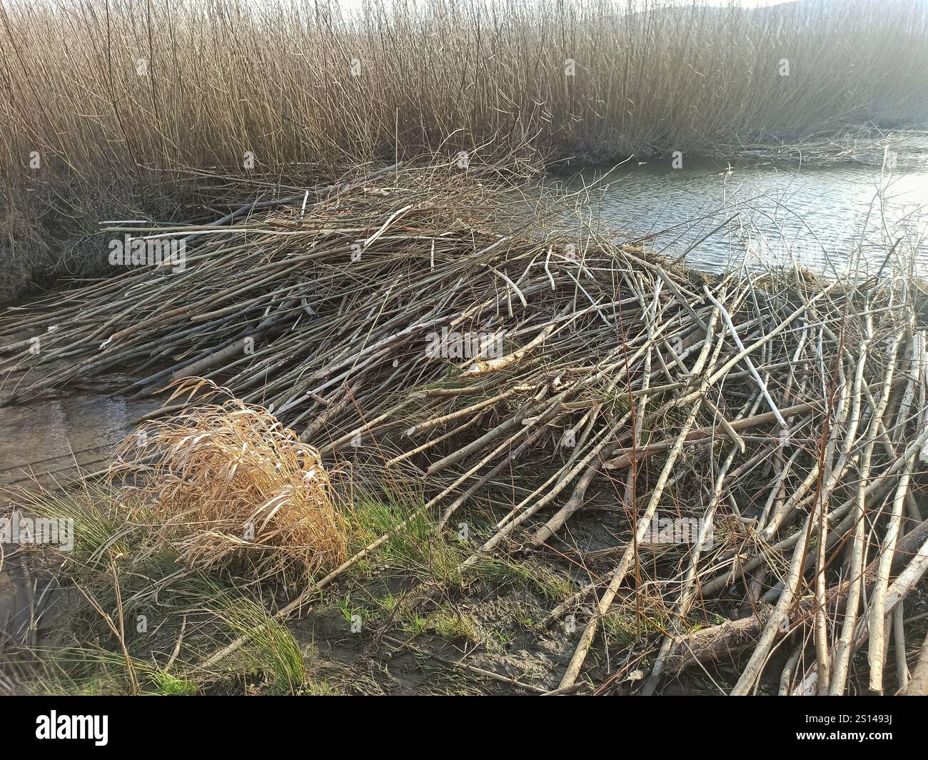 beaver in the wild. Beaver dam. large beaver dam made of branches on ...