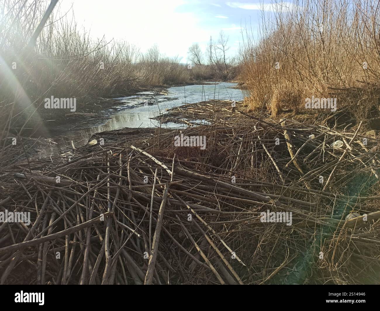 beaver in the wild. Beaver dam. large beaver dam made of branches on ...