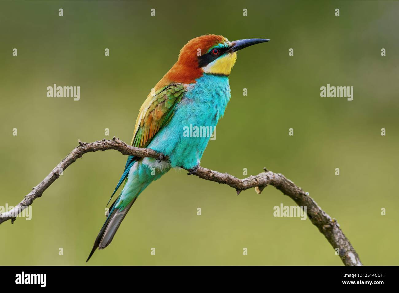 European Bee-eater sitting on a stick. Stock Photo