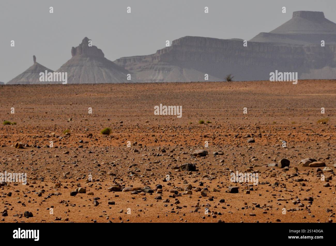 Desert and dunes of Morroco is a vast area of dry land and sand curves ...
