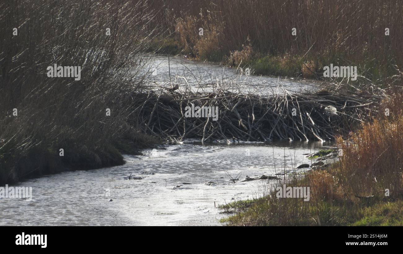 Beaver dam. beaver in the wild. large beaver dam made of branches on ...