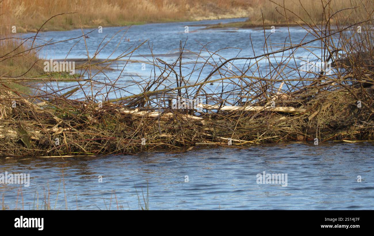 Beaver dam. beaver in the wild. large beaver dam made of branches on ...