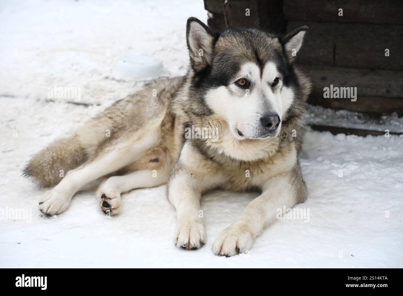 Cute Siberian husky sled dog lying on the snow Stock Photo - Alamy
