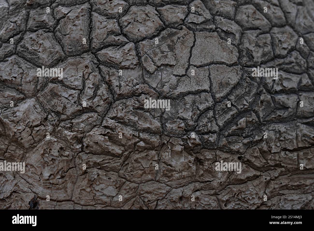 Irregular Tree Example Irregular surface hi-res stock photography and images - Alamy