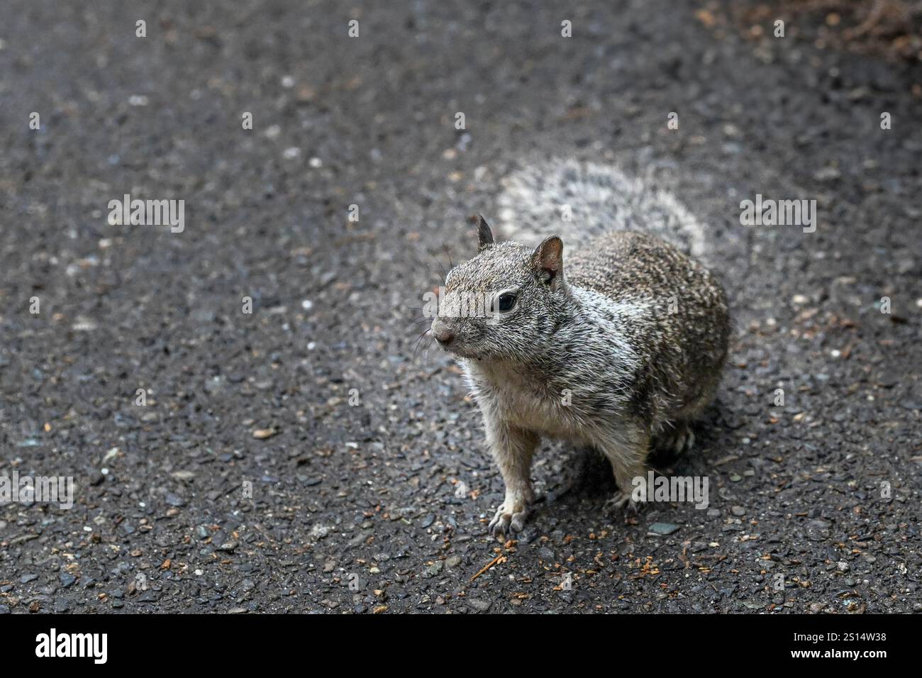 California Ground Squirrel in Yosemite National Park Stock Photo