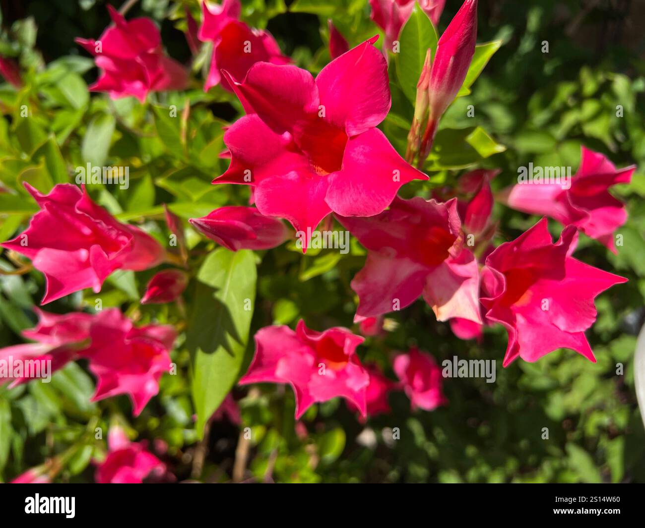Dipladenia ist ein Dauerblueher mit weissen, roten und rosa Blueten