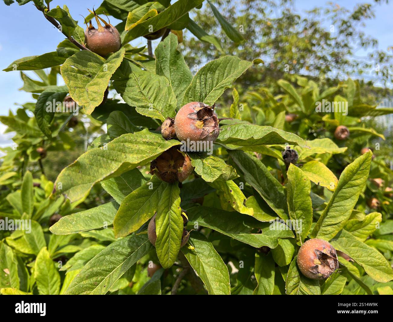 Mispel, Mespilus germanica, ist ein sommergruener Baum mit krummem