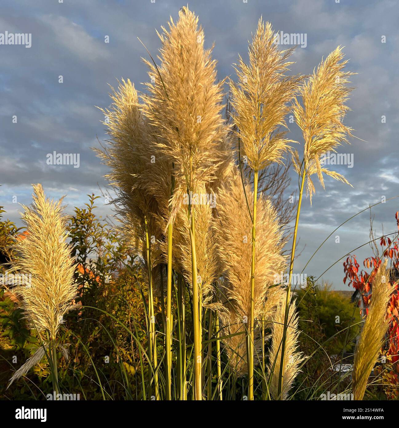 ampasgras, Cortaderia selloana ist eine Grasart mit langen attraktiven