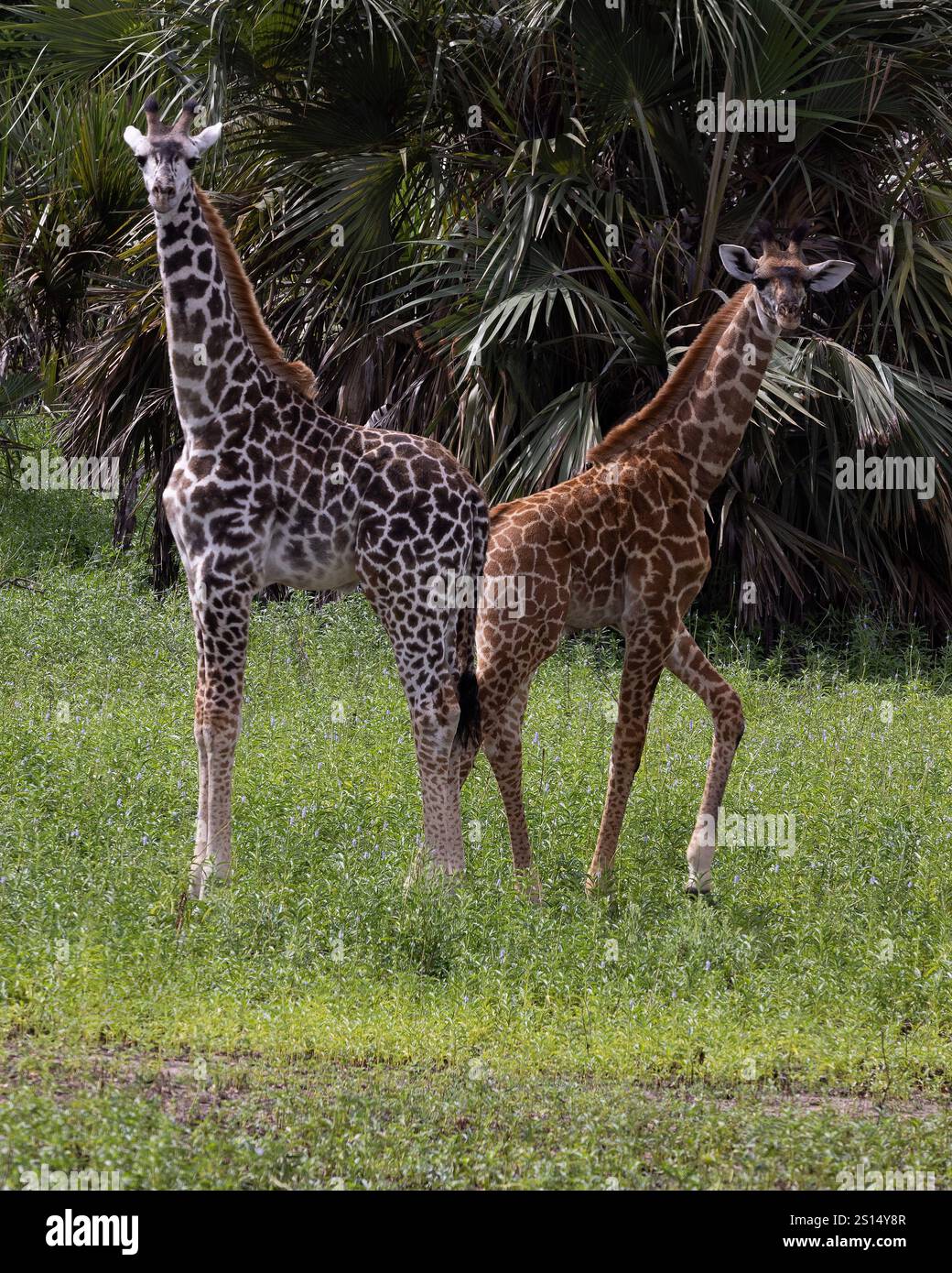 Two Maasai giraffes in the Nyerere National Park Tanzania showing the ...
