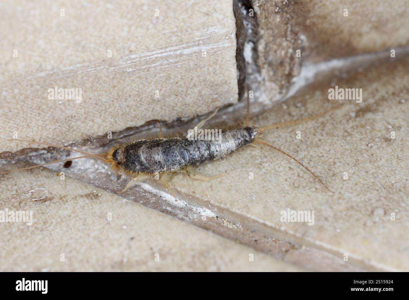 Macro photo of a Gray silverfish (Ctenolepisma longicaudatum) on floor. Stock Photo