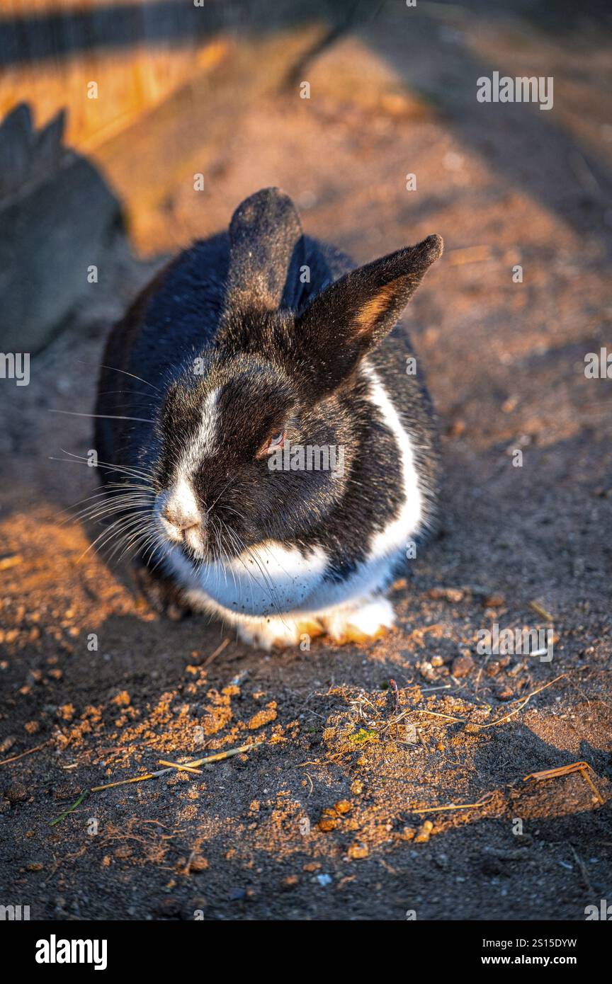 Black and white rabbit (Oryctolagus cuniculus) sitting on an earthy surface in the sunlight, Eisenberg, Thuringia, Germany, Europe Stock Photo