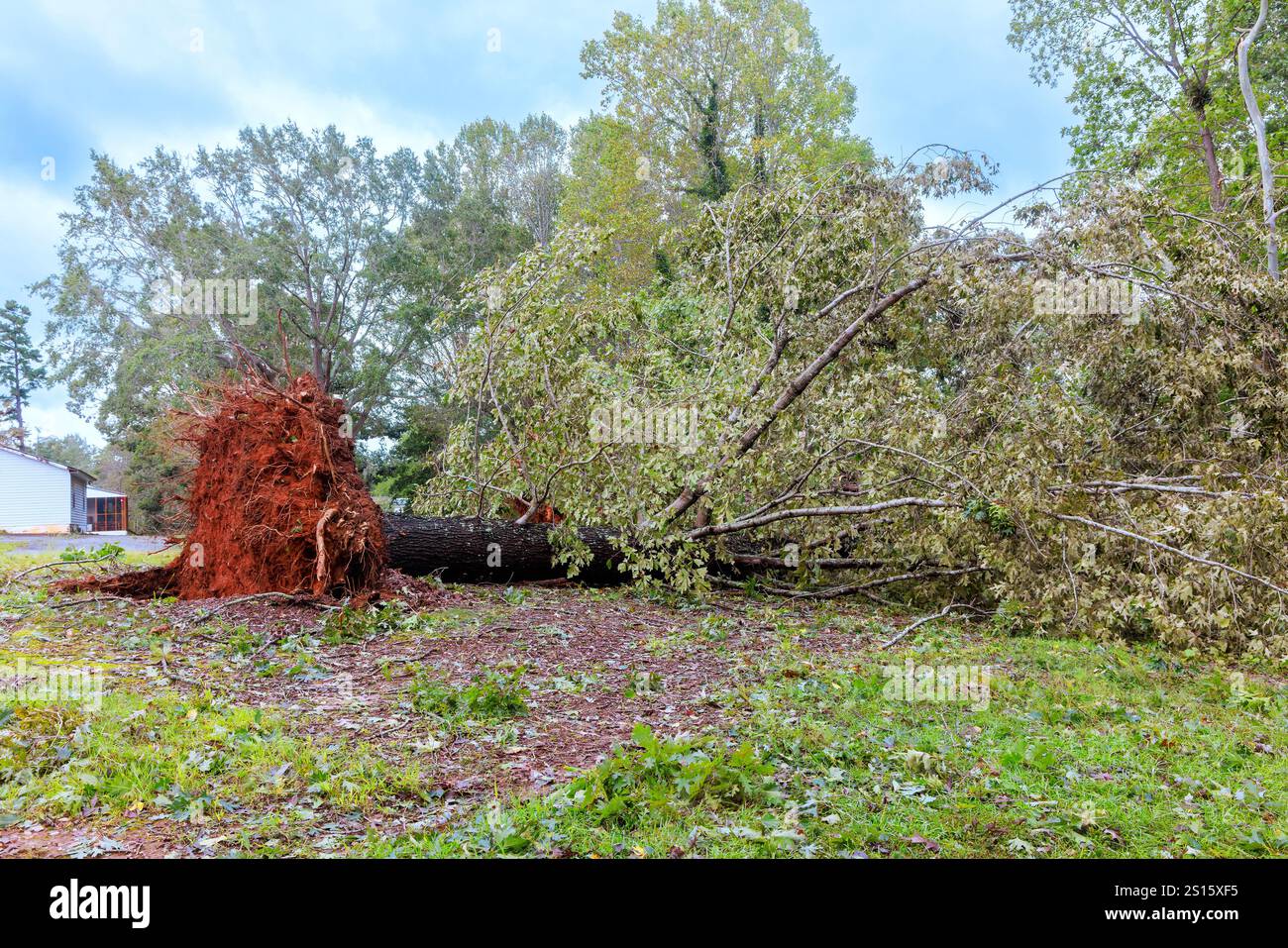 Tree Roots Out Lie Massive tree has been uprooted lies on its side in rural setting its ...