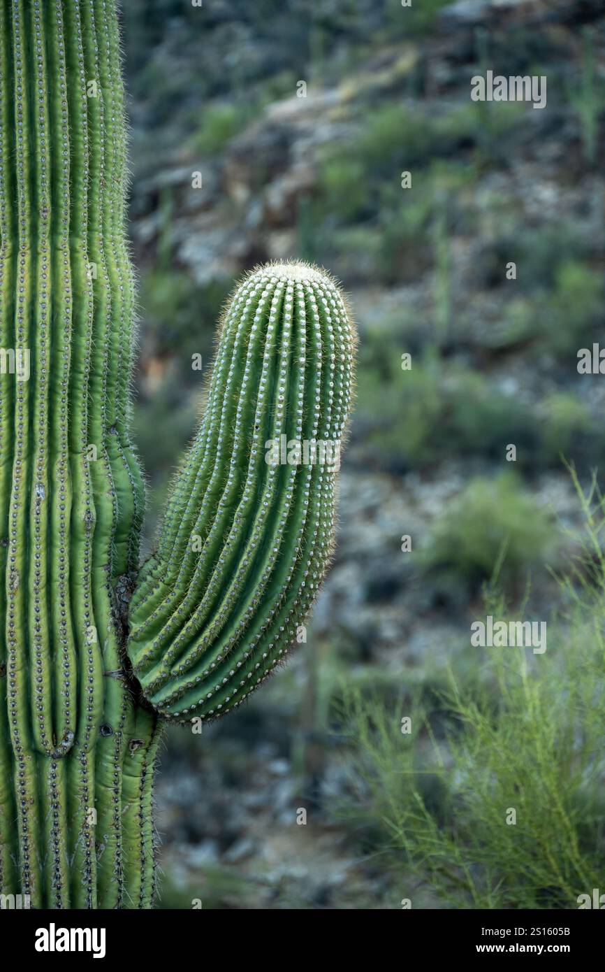 Saguaro cactus arm hi-res stock photography and images - Page 2 - Alamy