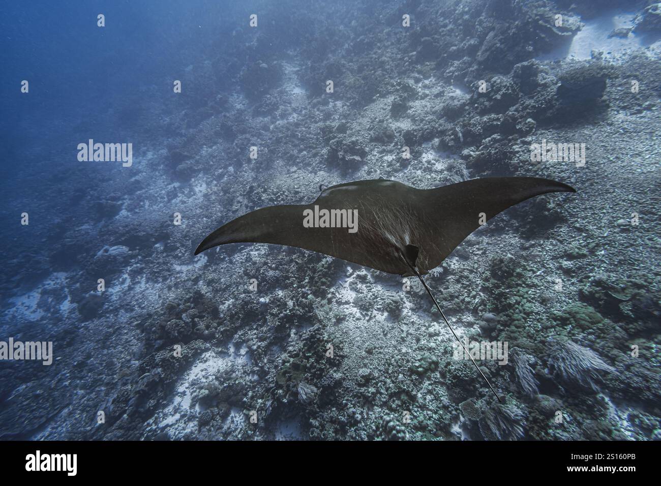 Unveil the Hidden Gems of Komodo's Unspoiled Beaches Stock Photo - Alamy