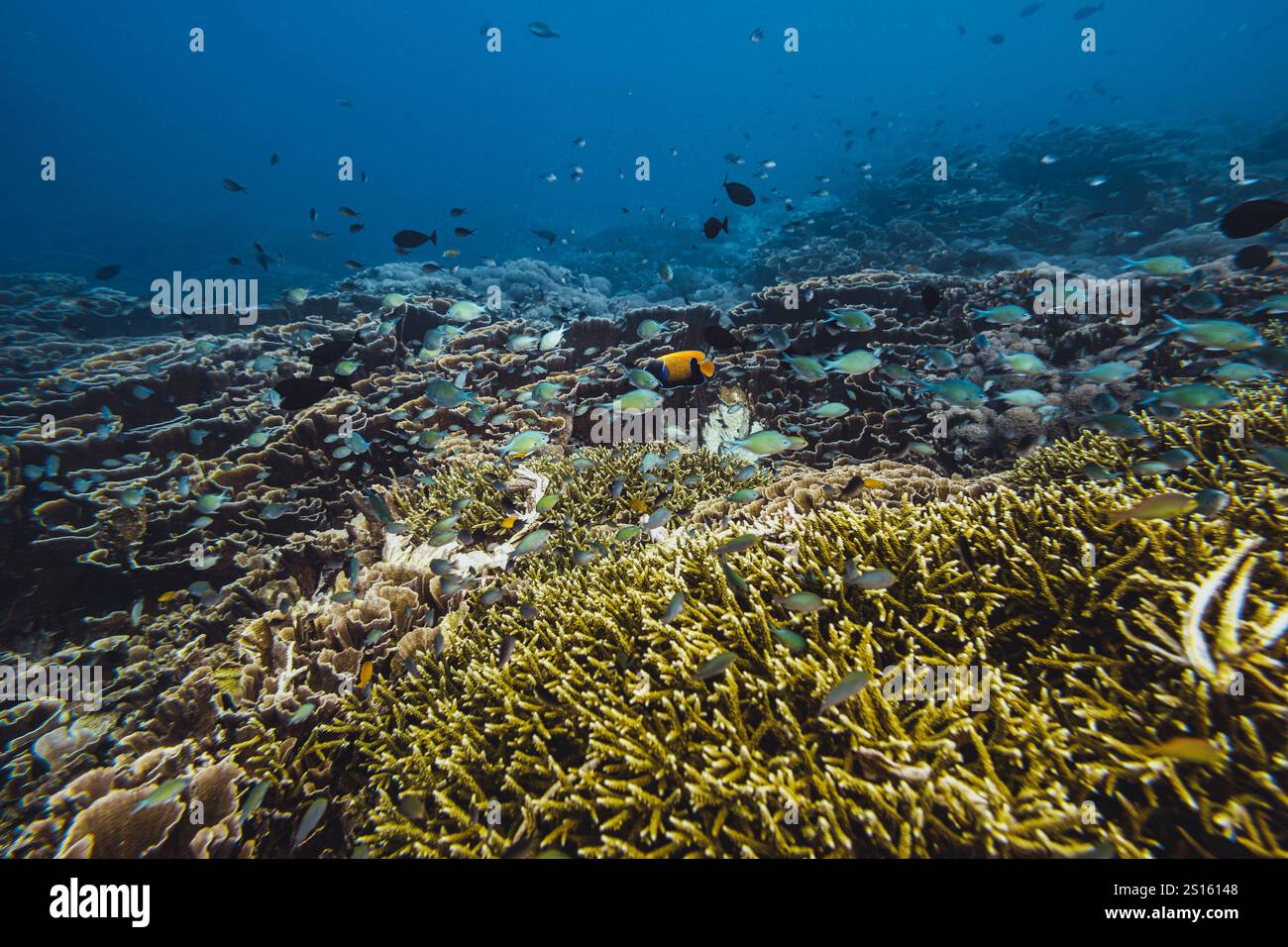 Unveil the Hidden Gems of Komodo's Unspoiled Beaches Stock Photo - Alamy