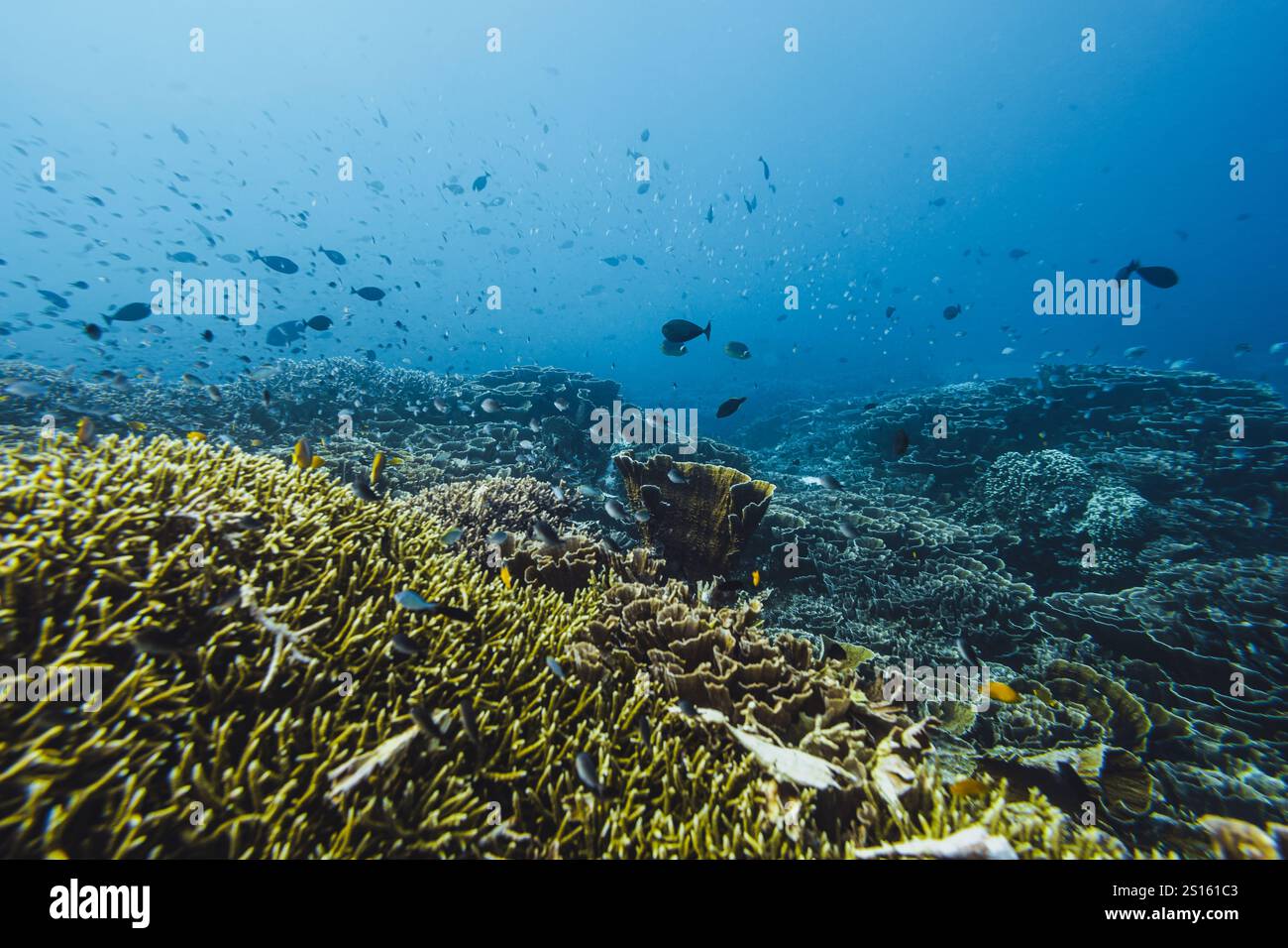 Unveil the Hidden Gems of Komodo's Unspoiled Beaches Stock Photo - Alamy