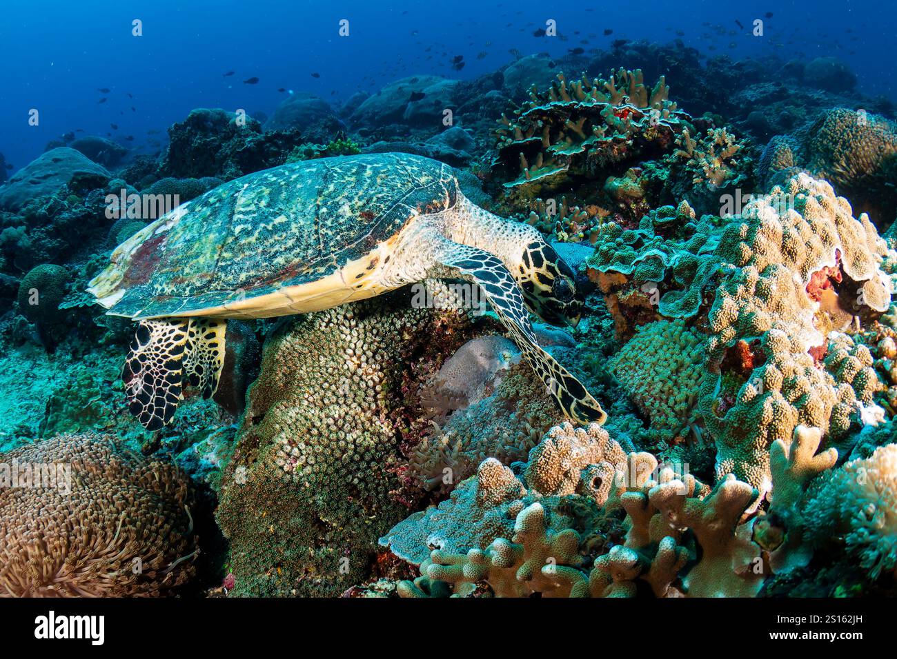 Curated visual reference: Gallery Detail: Hawksbill Sea Turtle Eretmochelys Imbricata Feeding On A Tropical