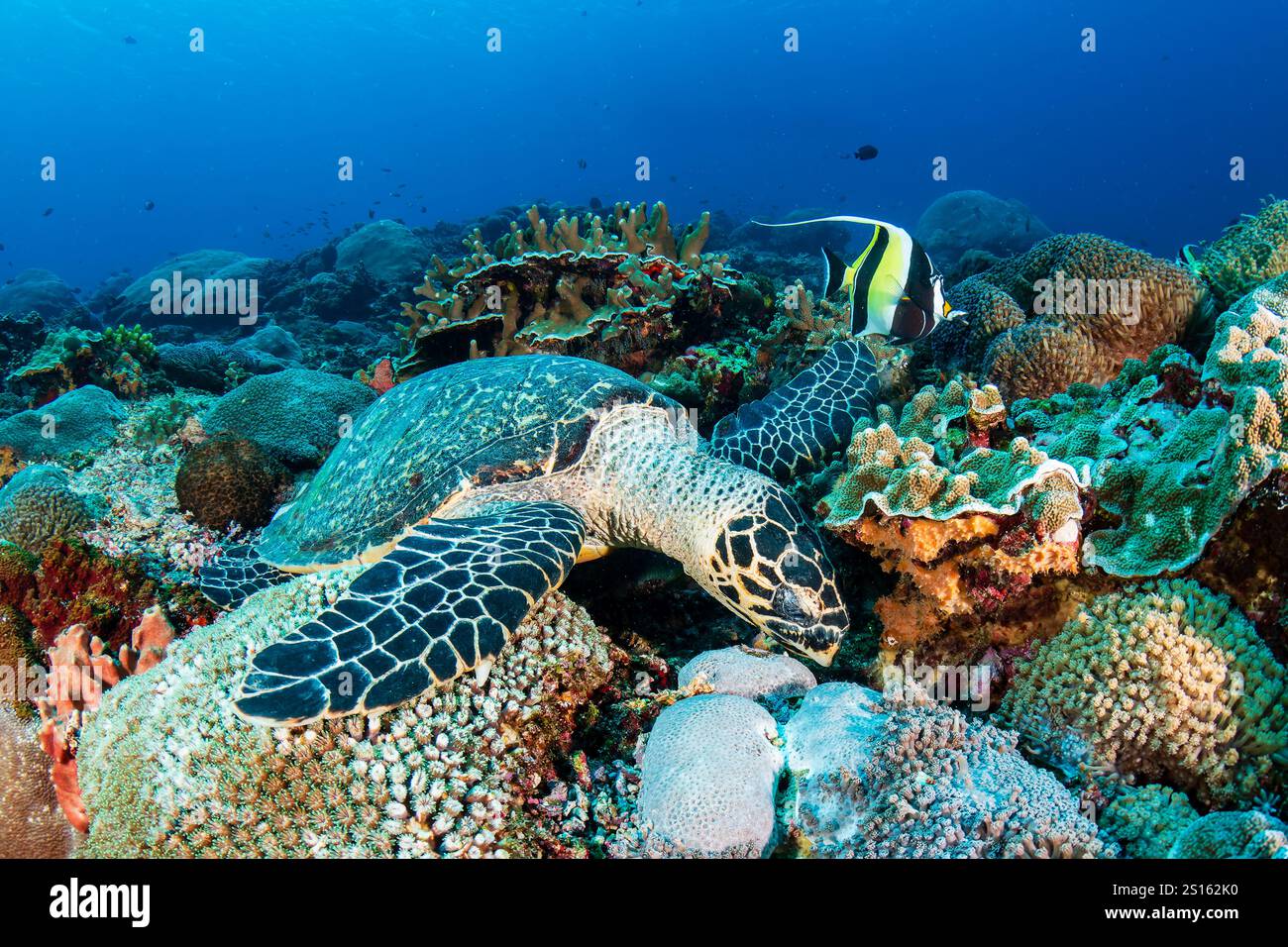 Photo inspiration: Visual Reference: Hawksbill Sea Turtle Eretmochelys Imbricata Feeding On A Tropical