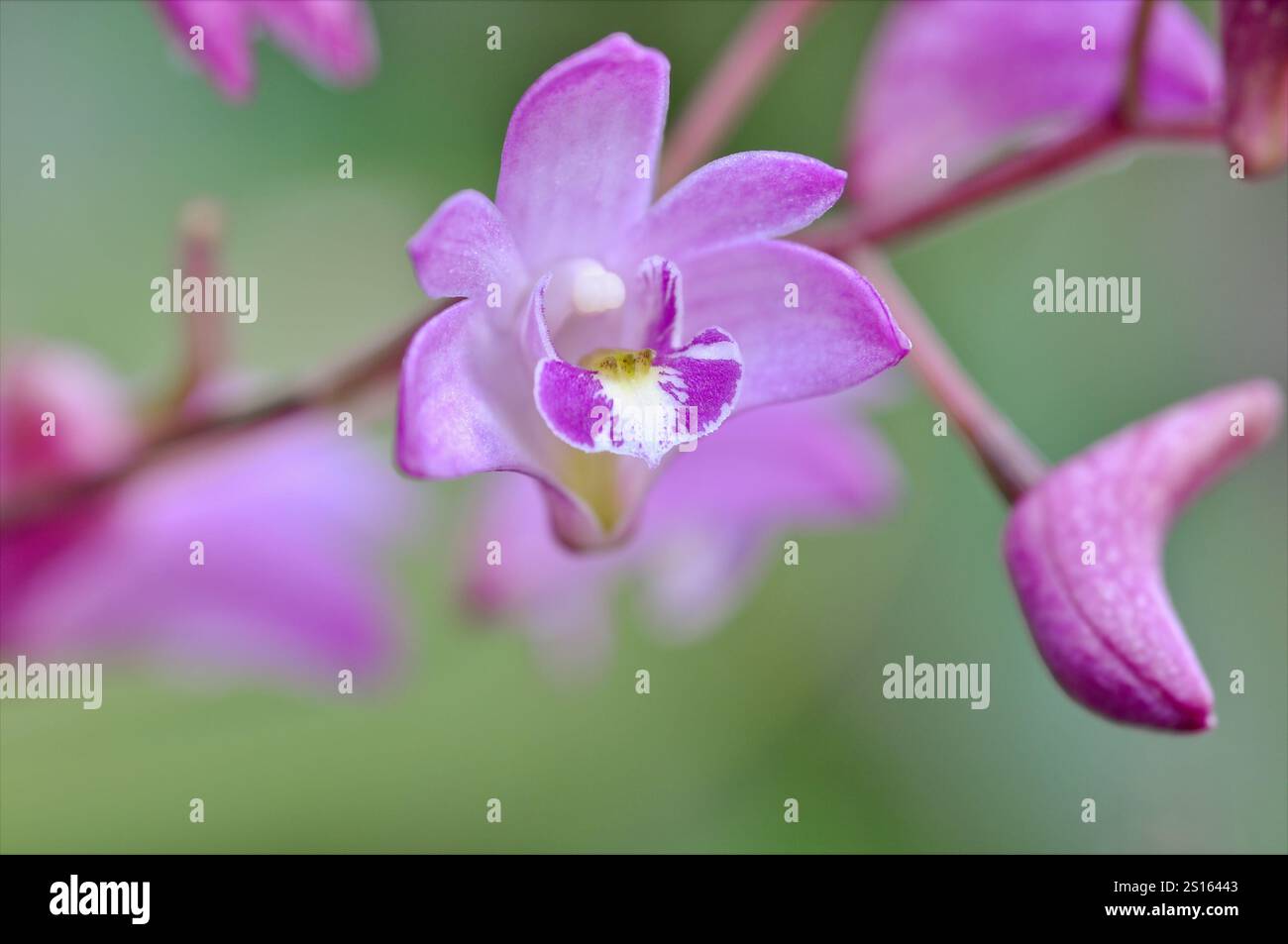 Dendrobium orchid flower in a bright shade of pink, on the plant, closeup. Stock Photo