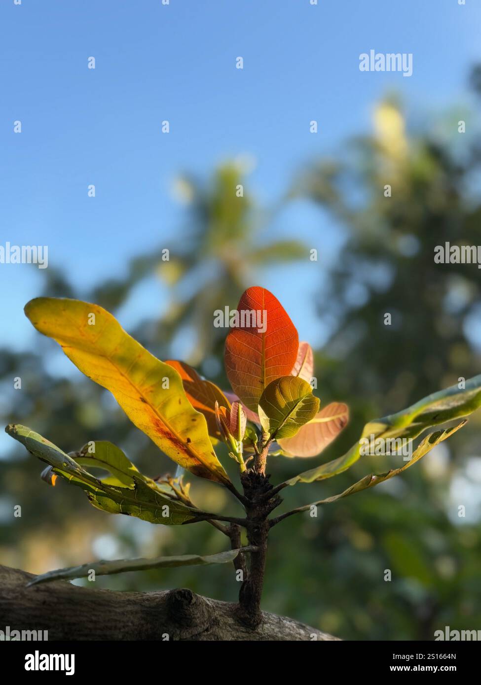 cashew leaves before turning green - Smartphone Captured Stock Image