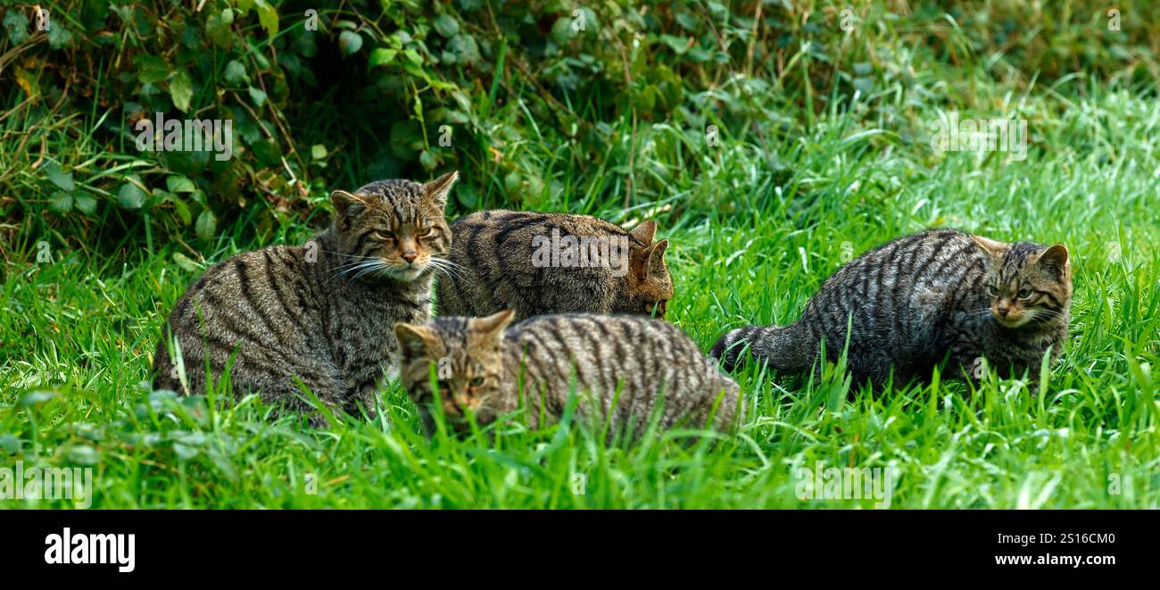 scottish-wild-cats-live-in-mixed-woodland-they-are-critically