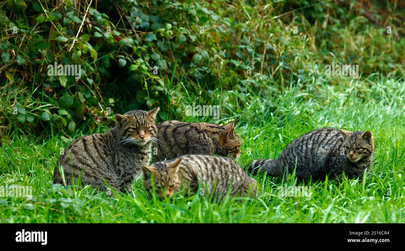 scottish-wild-cats-live-in-mixed-woodland-they-are-critically