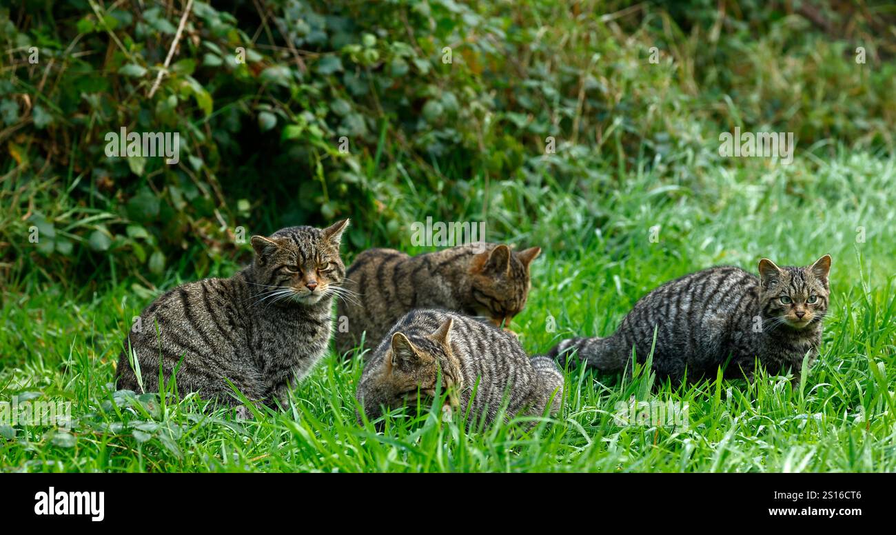 Scottish Wild Cats Live In Mixed Woodland They Are Critically scottish-wild-cats-live-in-mixed-woodland-they-are-critically