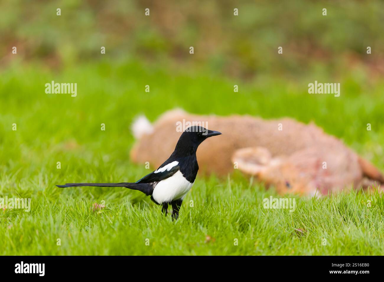 Common magpie Pica pica, adult standing on grass near Chinese water deer Hydropotes inermis, carrion, Suffolk, England, December Stock Photo