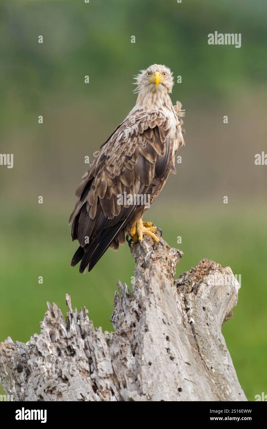 White-tailed eagle (Haliaeetus albicilla) adult female perched on a rotting tree stump, side view with ruffled feathers and head turned towards camera - Stock Image