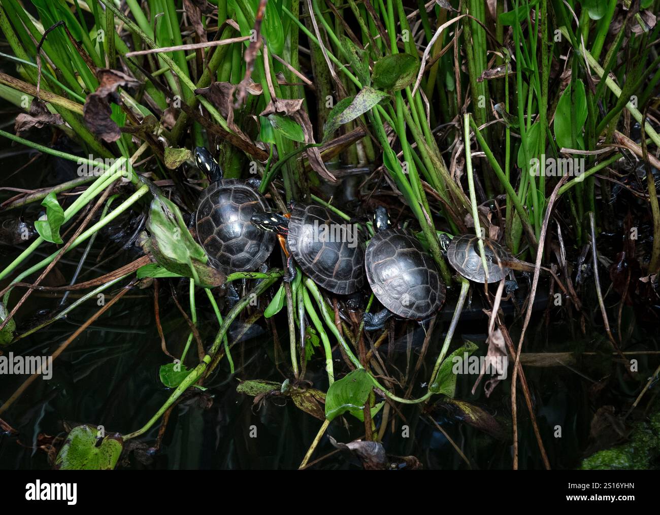 Eastern Painted turtles. Stock Photo