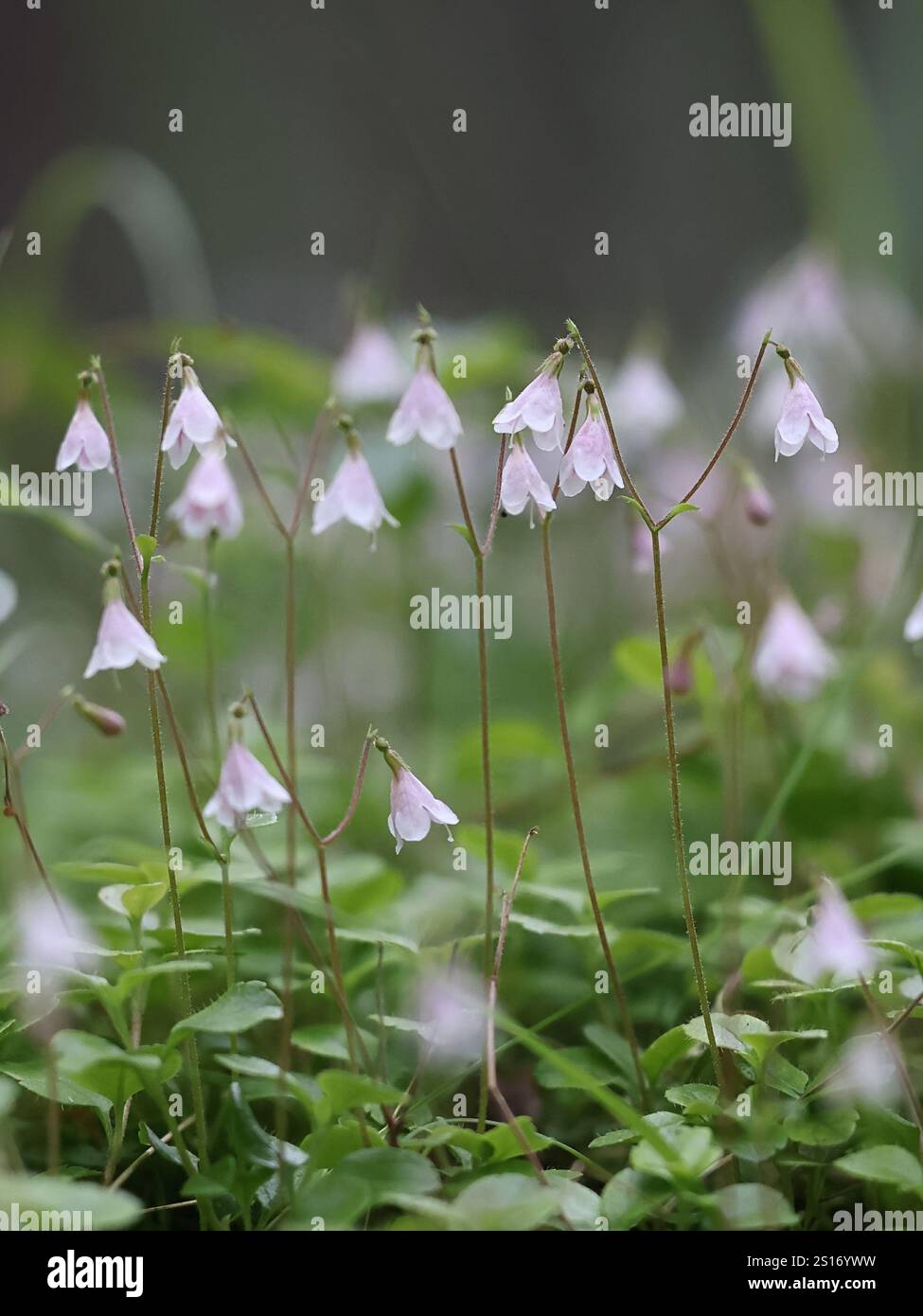 Twin flower, Linnaea borealis, also called twinflower, wild plant from Finland Stock Photo