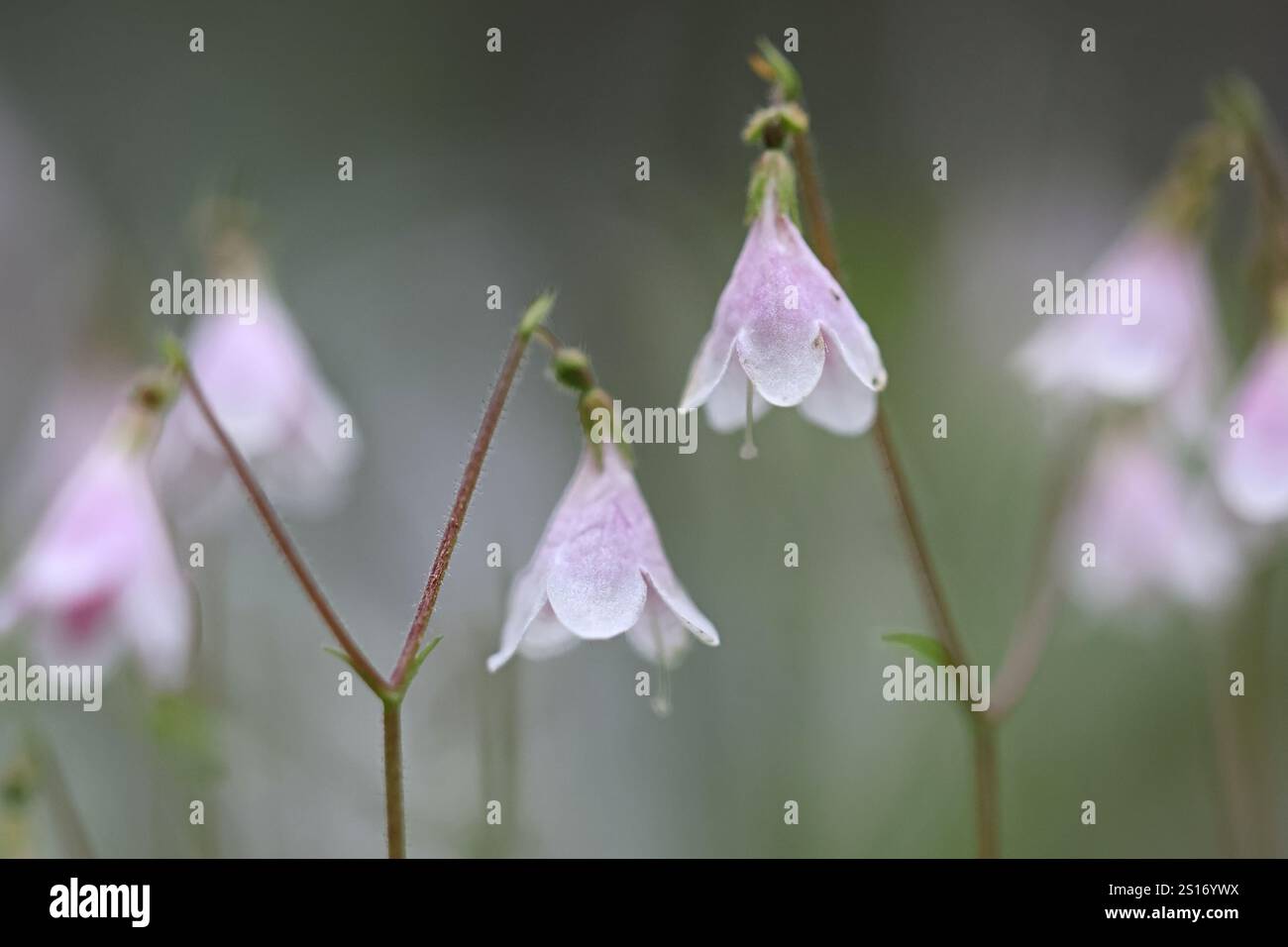 Twin flower, Linnaea borealis, also called twinflower, wild plant from Finland Stock Photo