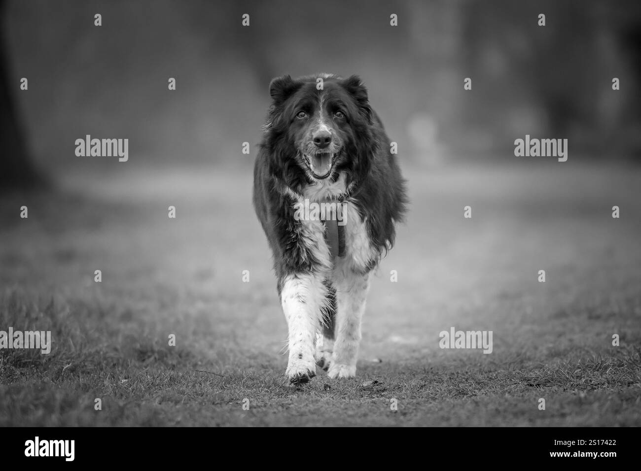 Black and white image of a Border Collie dog running towards the camera in a park in France Stock Photo