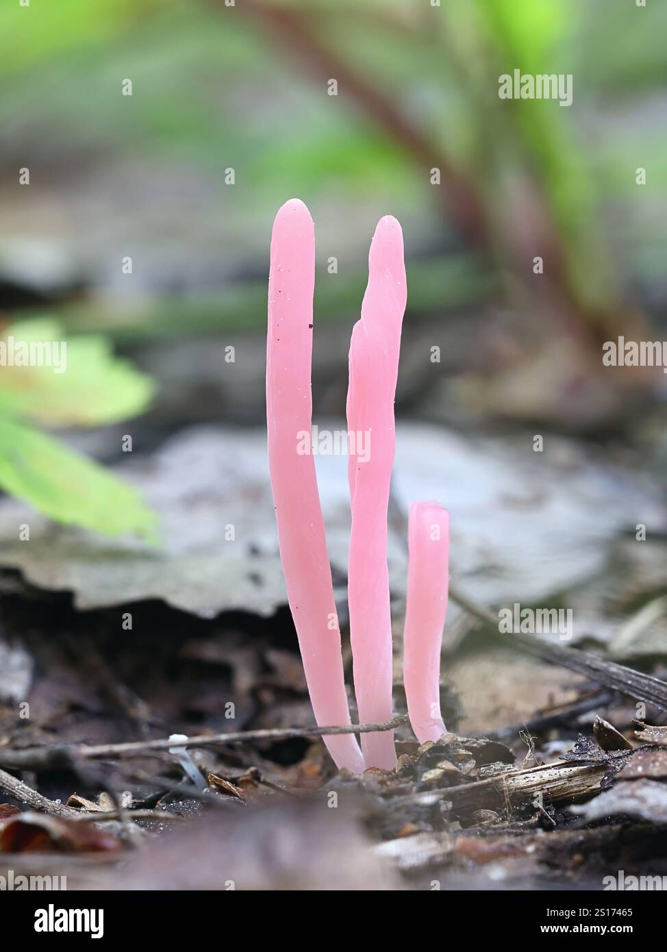 Clavaria rosea, commonly known as Rose Spindles, wild fungus from Finland Stock Photo