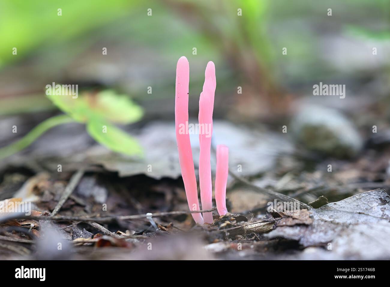 Clavaria rosea, commonly known as Rose Spindles, wild fungus from Finland Stock Photo