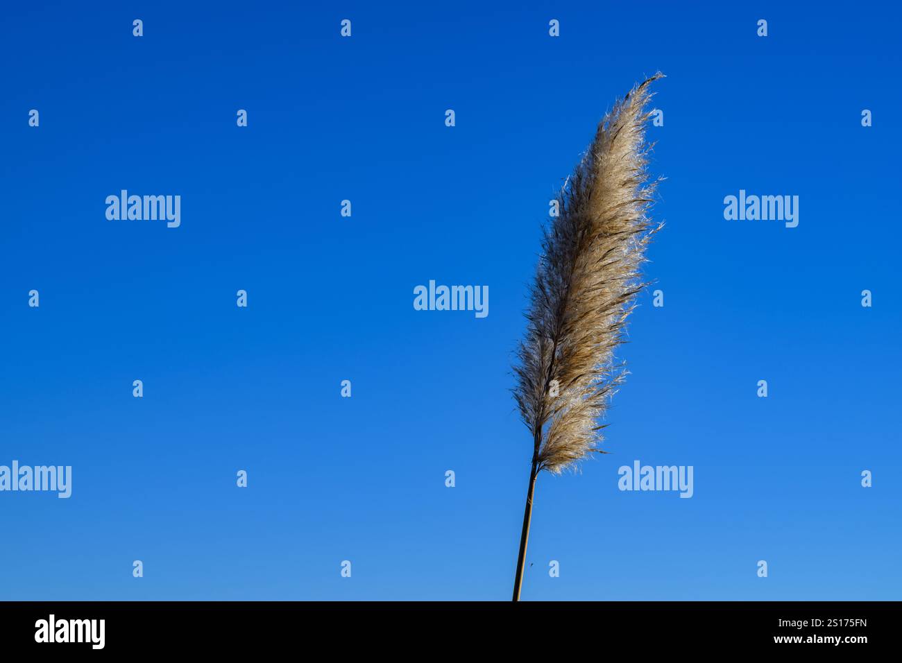 Feathery Example Feathery textures hi-res stock photography and images - Alamy