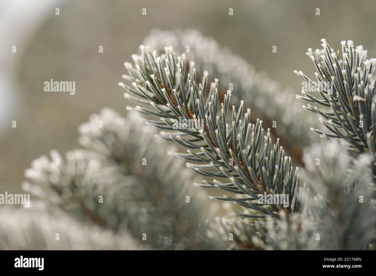 Green pine branches in winter Stock Photo