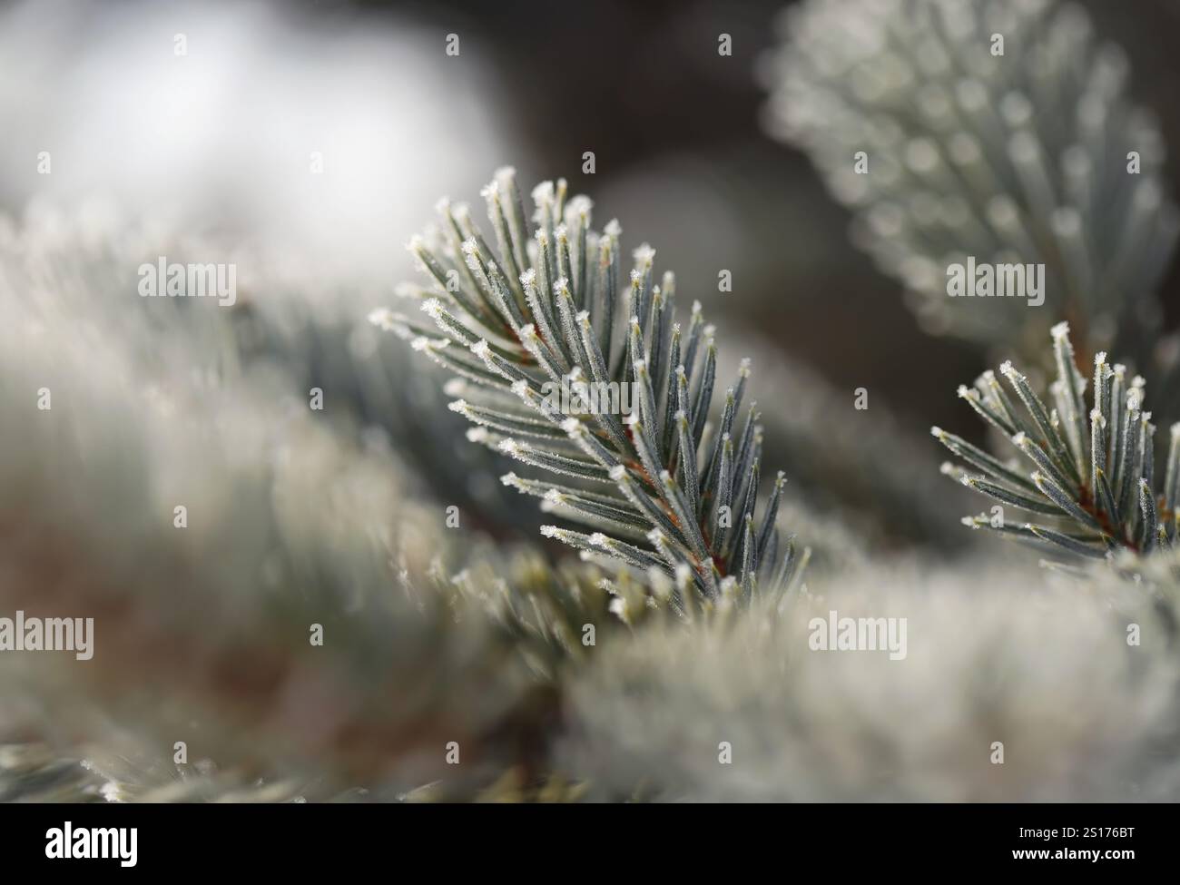 Green pine branches in winter Stock Photo