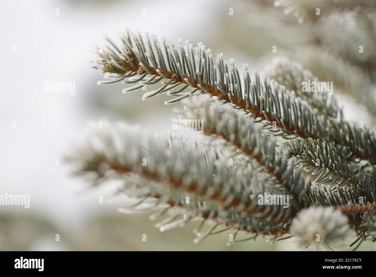 Green pine branches in winter Stock Photo