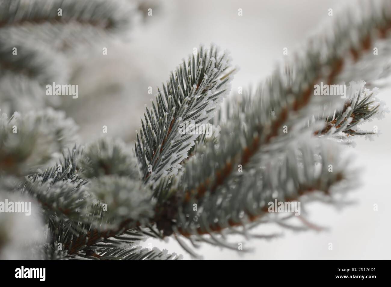 Green pine branches in winter Stock Photo