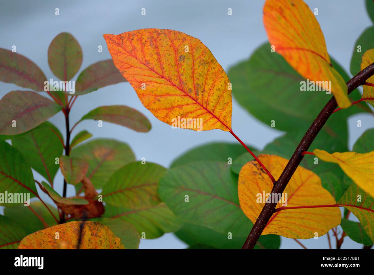 Autumnal gold hi-res stock photography and images - Alamy