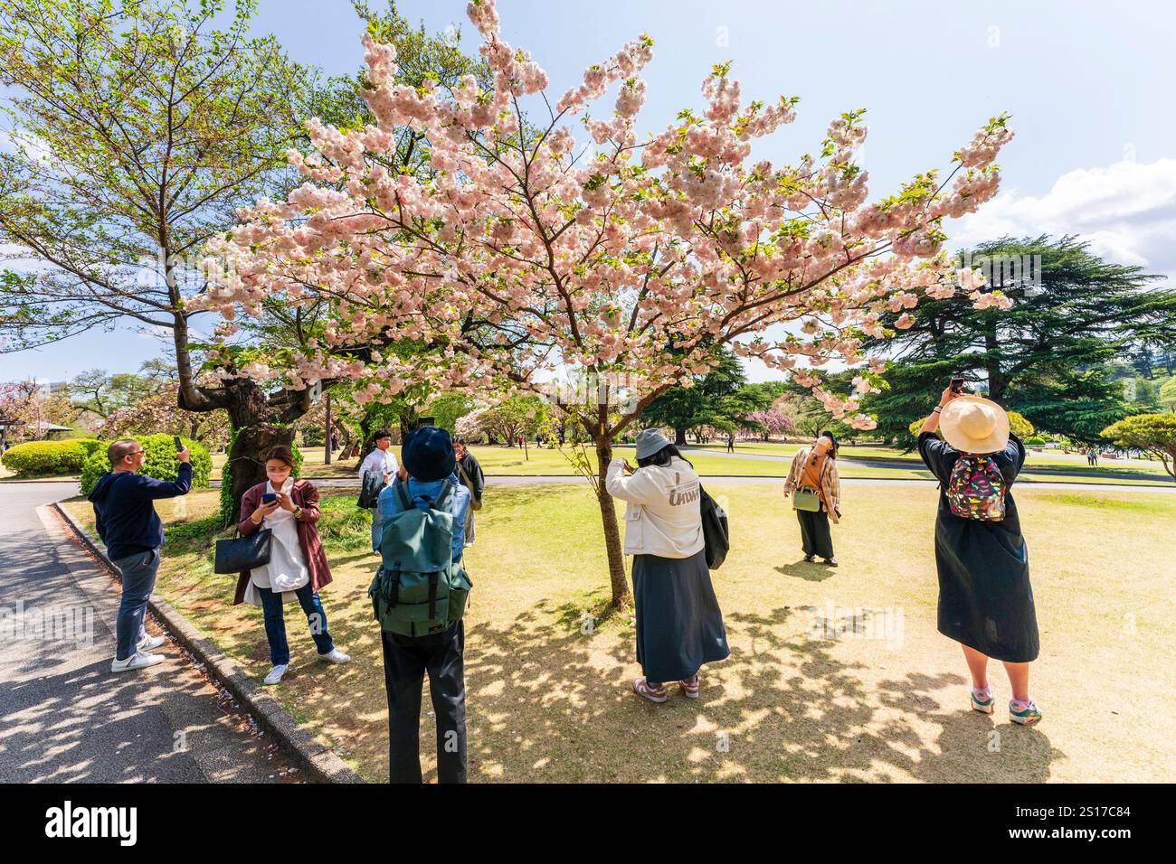 People taking photographs of a cherry blossom tree in full bloom at the ...