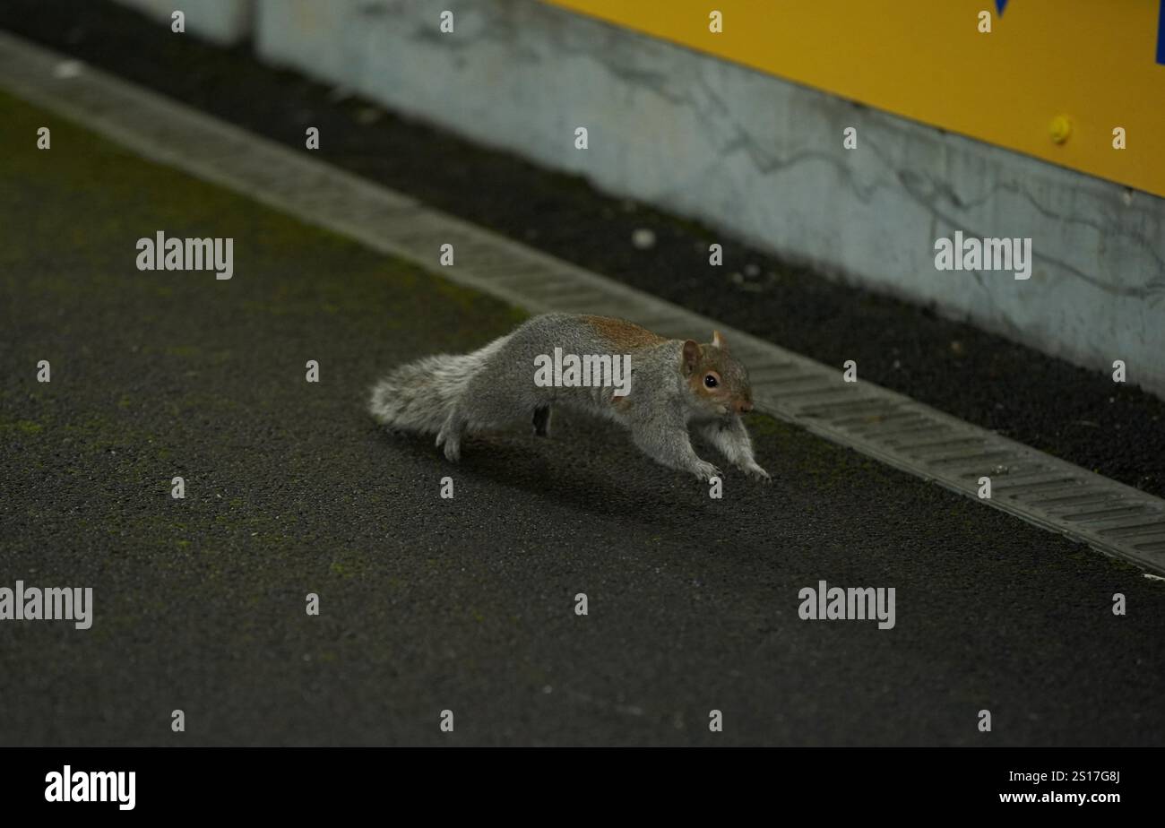 A squirrel in the stadium during the Sky Bet Championship match at the