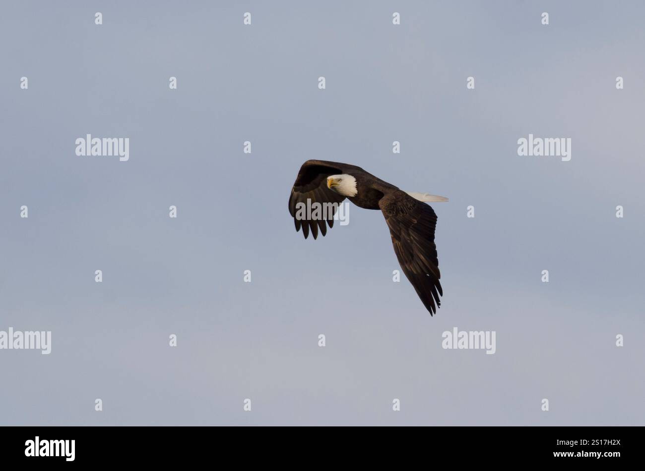 Bald Eagle, Haliaeetus leucocephalus, in flight Stock Photo - Alamy