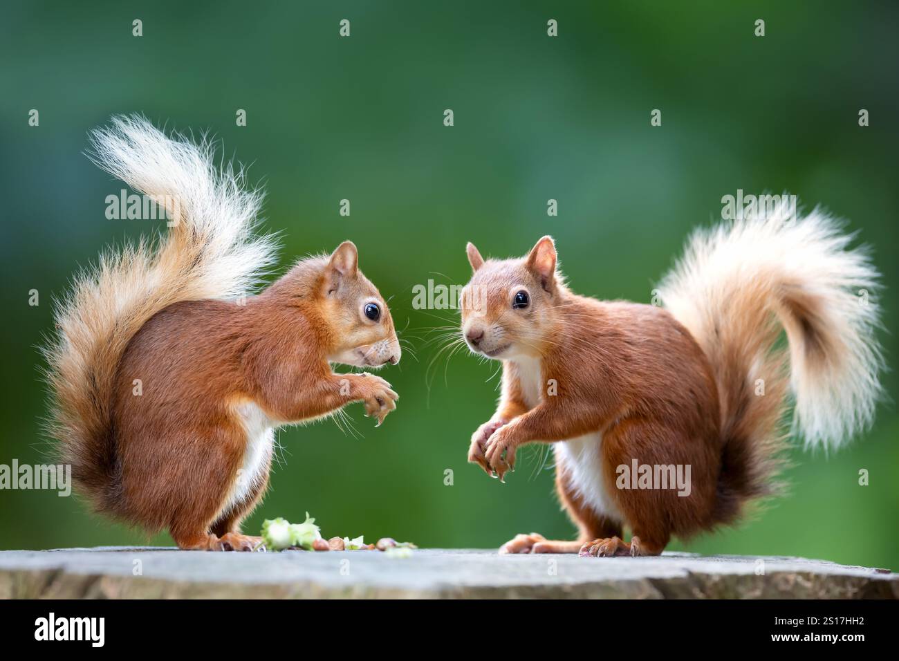 Two red squirrels eating nuts on a tree stump, UK. Stock Photo