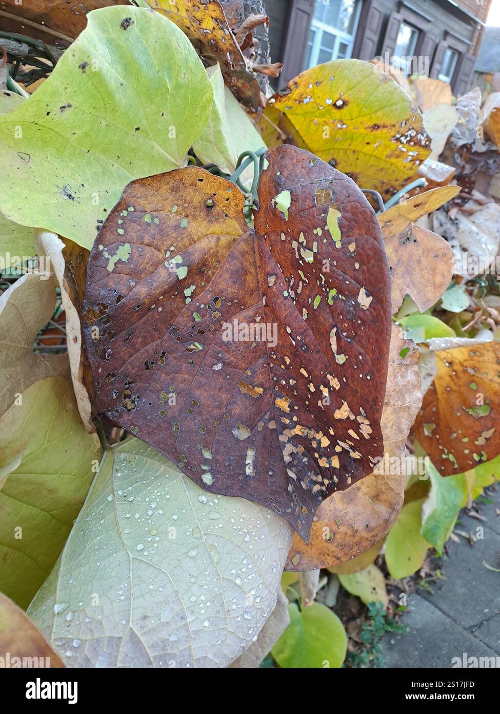 Gnawed leaf caterpillars hi-res stock photography and images - Alamy