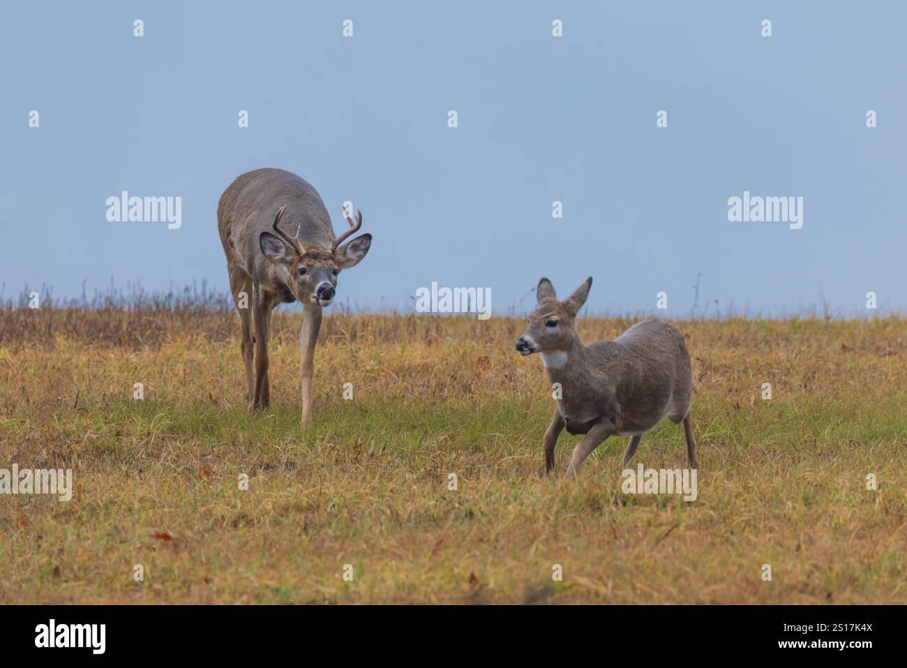 Wi Whitetail Rut White-tailed buck during the rut in northern Wisconsin Stock Photo - Alamy