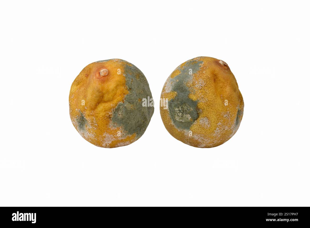 Moldy and spoiled yellow Lemons. Rotten and moldy lemon isolated on ...