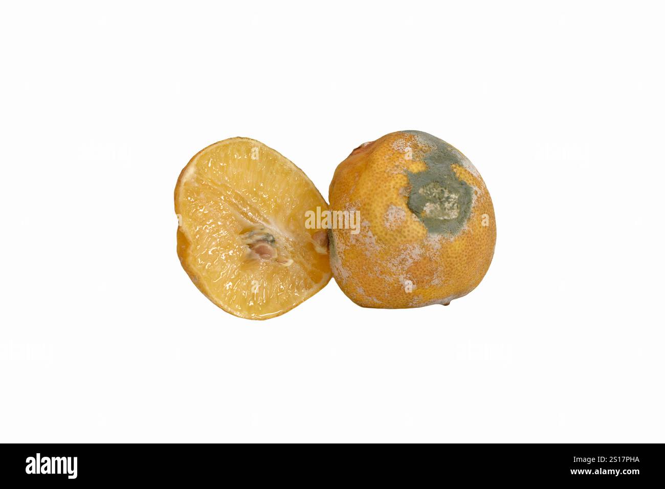 Moldy and spoiled yellow Lemons. Rotten and moldy lemon isolated on ...
